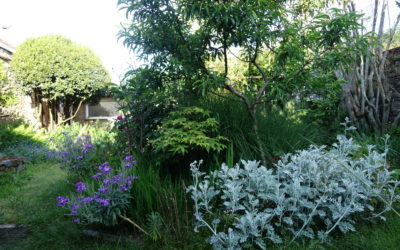 Jardin à l’anglaise sauvage et poetique